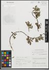 Foto von Salix retusa L. x Salix waldsteiniana Willd.